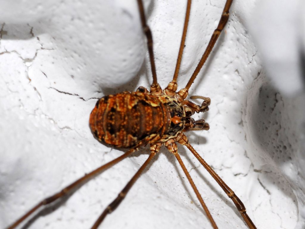 Mitopus morio - Phalangiidae